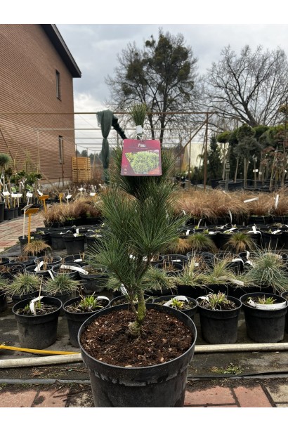 Pinus strobus Стоу Піллар купити